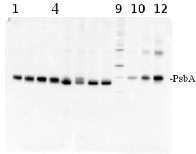 PsbA | D1 protein of PSII positive control/quantitation standard in the group Antibodies Plant/Algal  / Photosynthesis  / Protein standards-quantitation at Agrisera AB (Antibodies for research) (AS01 016S)